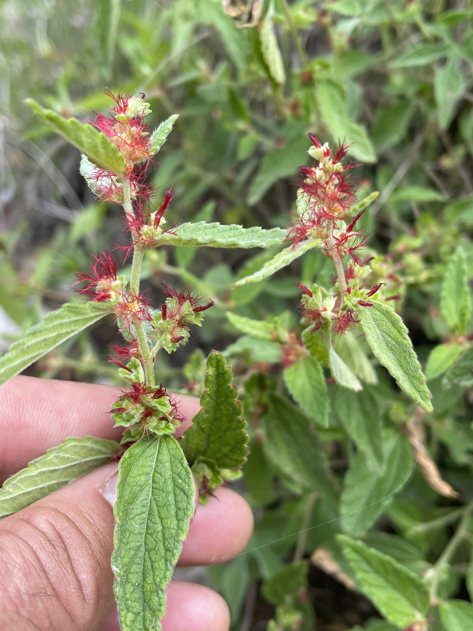 Acalypha brevicaulis Müll.Arg.