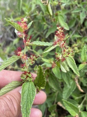 Acalypha brevicaulis