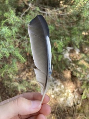 Garrulus glandarius graecus