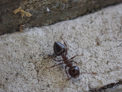 Crematogaster pilosa