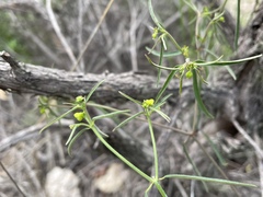 Euphorbia macropus