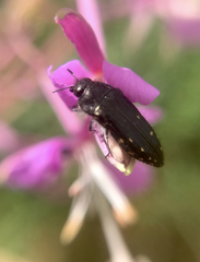 Acmaeodera knowltoni