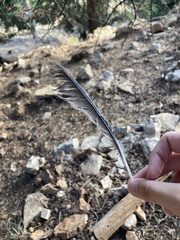 Garrulus glandarius graecus