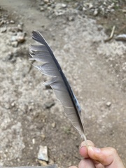 Garrulus glandarius graecus