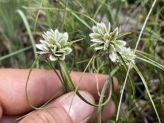 Cyperus seslerioides