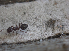 Crematogaster pilosa
