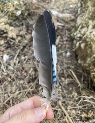 Garrulus glandarius graecus