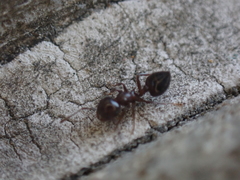 Crematogaster pilosa
