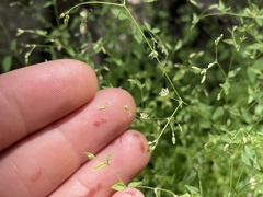 Drymaria leptophylla