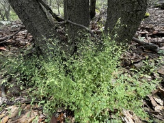 Drymaria leptophylla