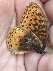 Speyeria cybele pseudocarpenteri