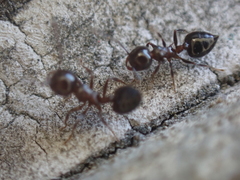 Crematogaster pilosa