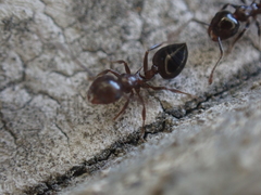Crematogaster pilosa
