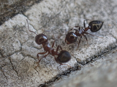 Crematogaster pilosa
