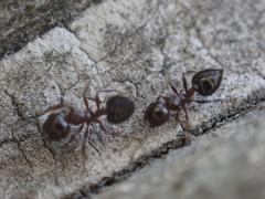 Crematogaster pilosa