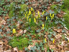Narcissus cyclamineus