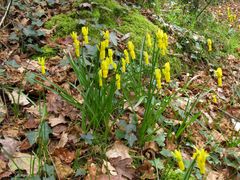 Narcissus cyclamineus