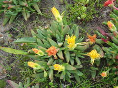 Cheiridopsis rostrata