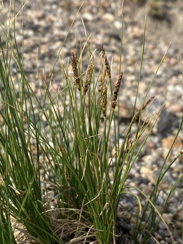 Blackroot sedge (Carex elynoides)
