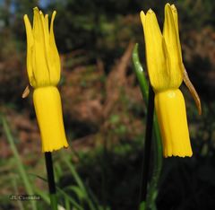 Narcissus cyclamineus
