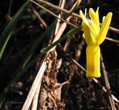 Narcissus cyclamineus