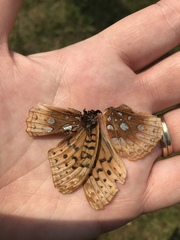 Speyeria cybele pseudocarpenteri