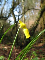 Narcissus cyclamineus