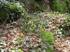 Narcissus cyclamineus