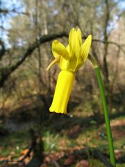 Narcissus cyclamineus
