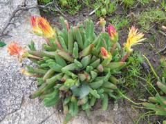 Cheiridopsis rostrata