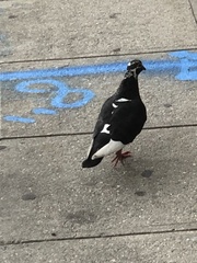 Columba livia