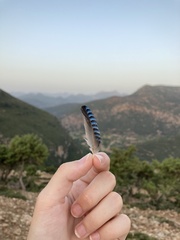 Garrulus glandarius graecus