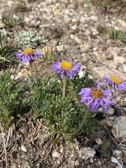 Erigeron pinnatisectus
