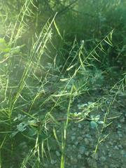 Bouteloua aristidoides