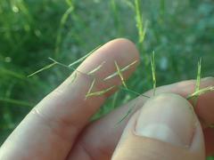 Bouteloua aristidoides