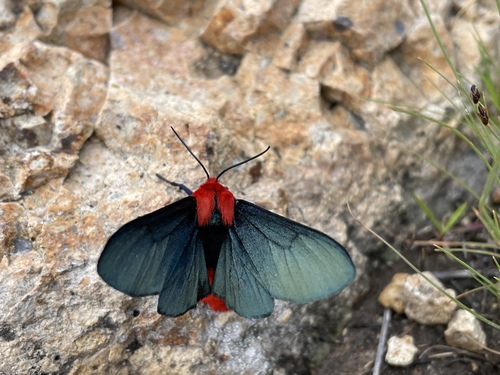 Lerina incarnata