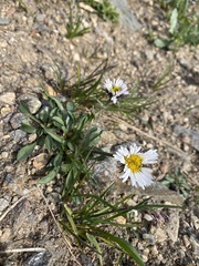 Erigeron melanocephalus