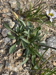 Erigeron melanocephalus