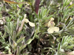 Salvia axillaris