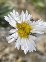 Erigeron melanocephalus