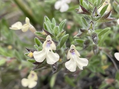 Salvia axillaris