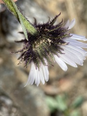 Erigeron melanocephalus