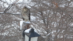 Accipiter chilensis