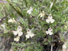 Salvia axillaris
