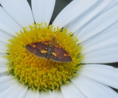 Pyrausta orphisalis