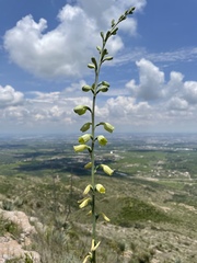 Prochnyanthes mexicana