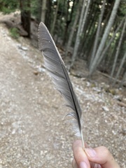 Garrulus glandarius graecus