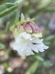Chionophila jamesii