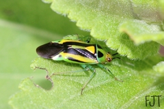Poecilocapsus nigriger