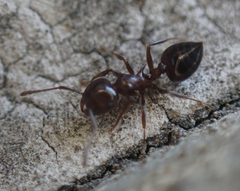 Crematogaster pilosa